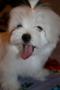 Щенки Мальтезе. Архангельск Щенки Мальтезе. Архангельск